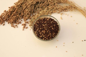 Black Proso Millet 1 (Large)