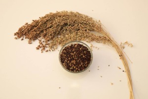 Black Proso Millet 2 (Large)